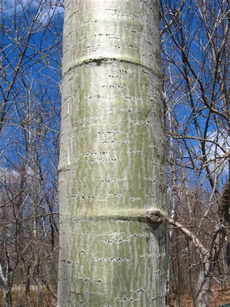 Populus tremuloides (quaking aspen, quaking poplar): Go Botany