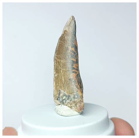 Kryptops palaios Abelisaurid Theropod Dinosaur Tooth Cretaceous Elrhaz ...