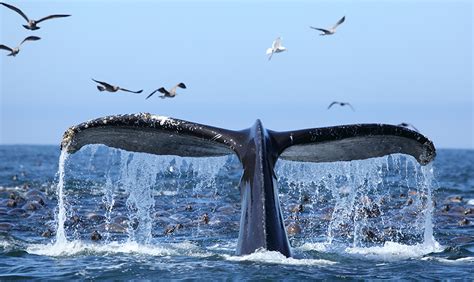 Winter Whale Watching on Monterey Bay | Blog| Inns of Monterey