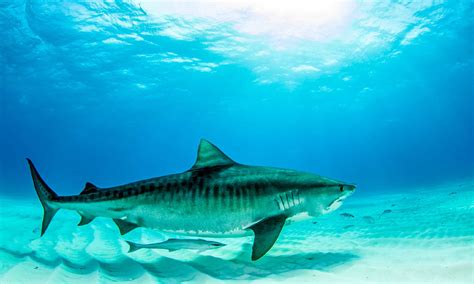 8 Sharks in the Indian Ocean - Wiki Point