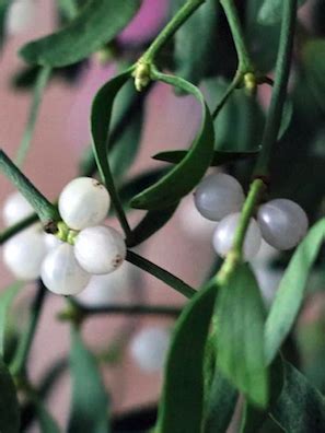 Veterinary Use of Mistletoe Extract to Treat Cancer