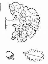 Oak coloring pages sketch template