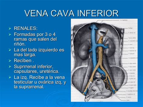 Qual A Função Da Veia Cava - LIBRAIN