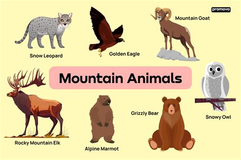 Mountain Animals Vocabulary With Definitions