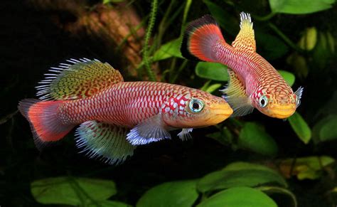 11 types of freshwater fish for tropical aquarium most popular