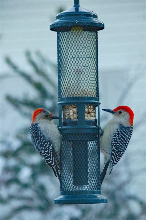 Red-bellied Woodpeckers on Peanut Feeder - FeederWatch