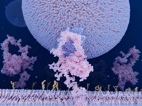 LDL particle binding to the LDL-receptor on a cell membrane - Finished ...