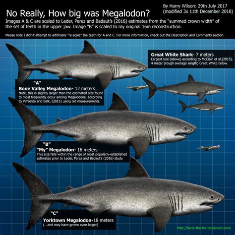 Megalodon Size Part 2 by Harry-the-Fox on DeviantArt