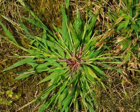 Quackgrass vs Crabgrass: Identification & Differences (With Pictures ...