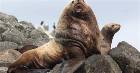 Sea Lion vs Walrus: What’s the Difference? - A-Z Animals