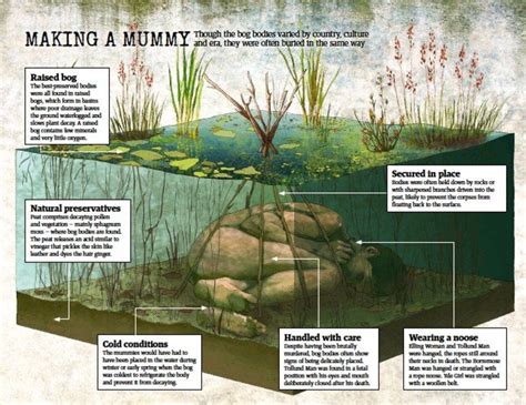 Secrets of the Bog Mummies and the Importance of Bogs | Bogs, Bog body, Natural preservatives