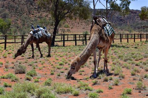 Australia, NT, Camel Farm stock image. Image of mammal - 112061129