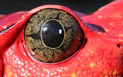 This frog has awesome eyes. : pics