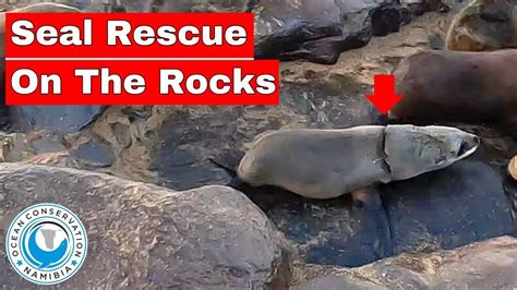 Seal Rescue On The Rocks - YouTube