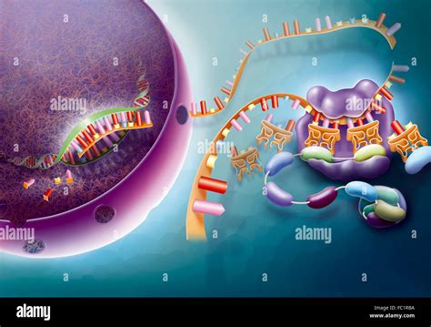 Protein Synthesis Transcription