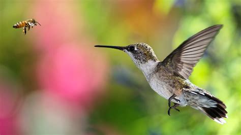 You Should Think of Hummingbirds as Bees With Feathers - The New York Times