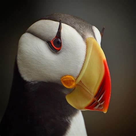 Up close look at a Horned Puffin 🐦 : r/interestingasfuck