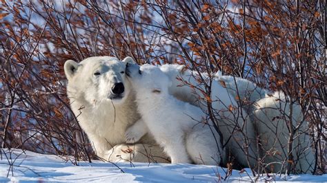 Wallpaper Polar bears, family, snow, bushes 2560x1600 HD Picture, Image