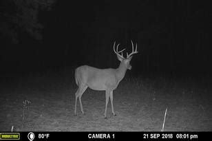 Can Deer See Trail Camera Flashes? | Moultrie Feeders