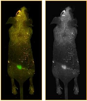 Fluorescence In Vivo Imaging | NeoScience