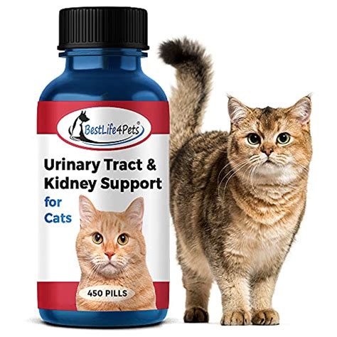 Best Cat Treats For Kidney Disease