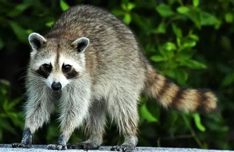 Raccoon - Description, Habitat, Image, Diet, and Interesting Facts