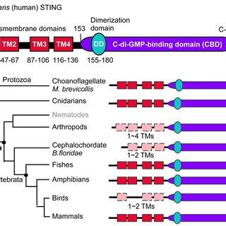 Structural modeling of STING from Japanese medaka Oryzias latipes ...