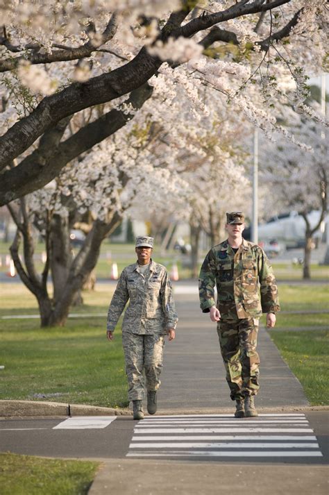 Cherry blossoms in bloom around Misawa > Misawa Air Base > Article Display