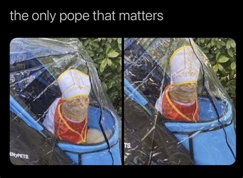 Cat Pope | Funny memes, Memes, Laughter