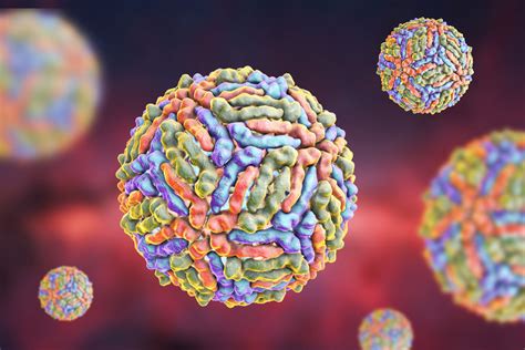 Understanding West Nile Virus – Williams College