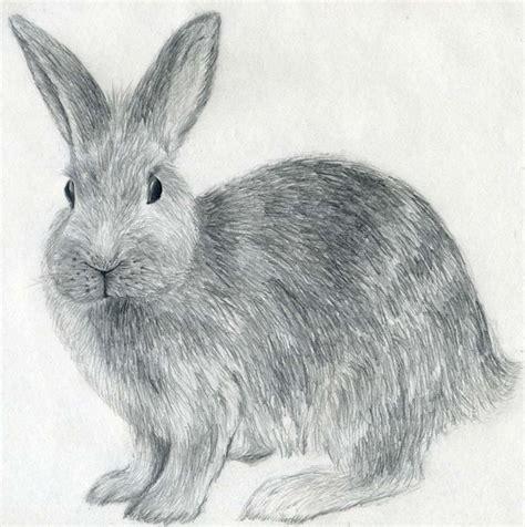 How To Draw A Rabbit