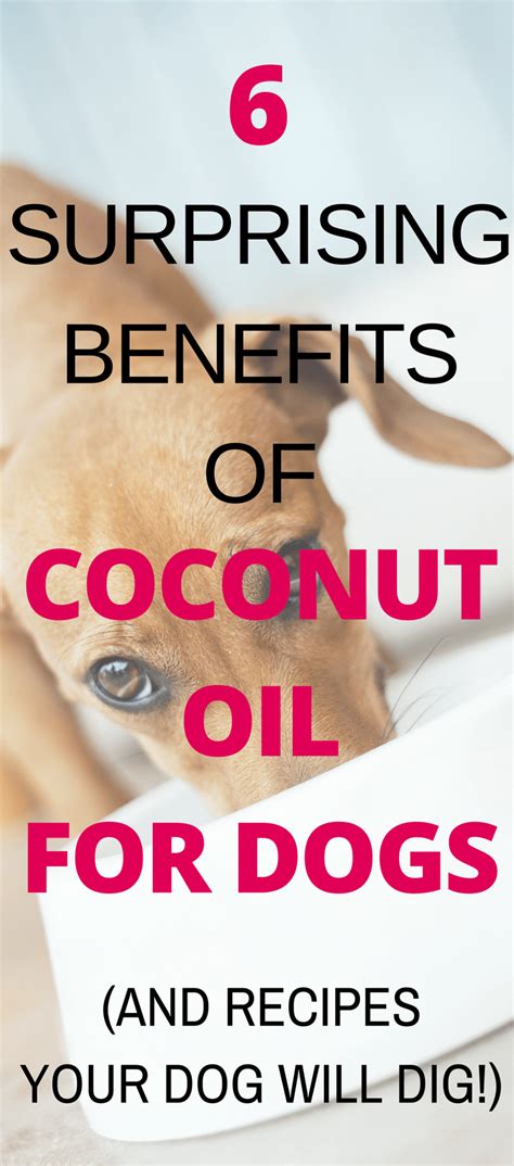 Coconut Oil For Dogs (1) - This Dog Barks