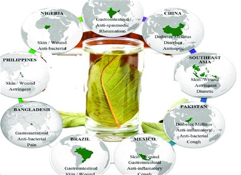 Main traditional uses of guava leaves in the principal producer ...