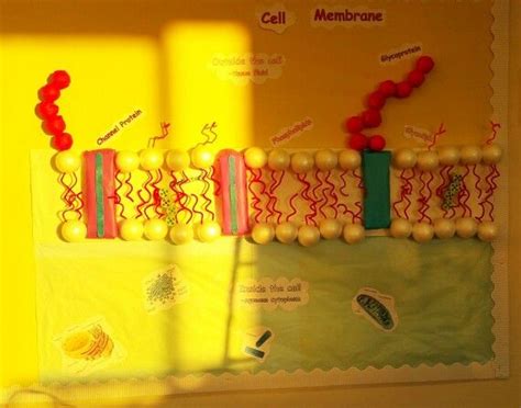 Cell membrane model | Biology projects, Cells project, Earth science projects