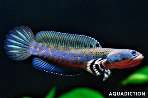 Peacock Snakehead - Channa pulchra Fish Profile & Care Guide