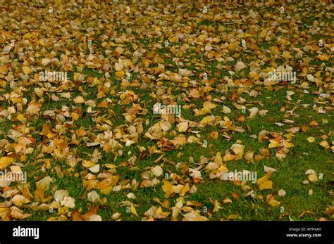 Autumn leaves from a Silver Birch tree Stock Photo - Alamy