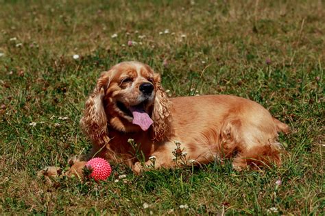 Facts About the Truly Amazing Golden Retriever-Cocker Spaniel Mix