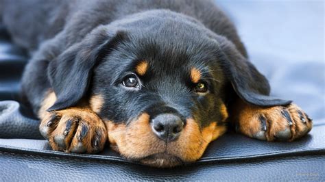 Cute Rottweiler Puppies Wallpaper