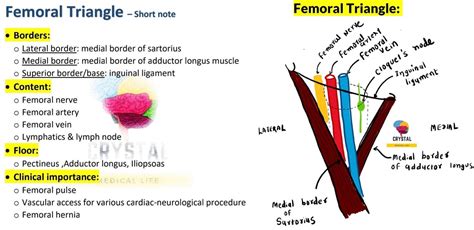 Femoral Triangle