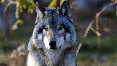 Gray Wolf Wallpapers (58+ images)