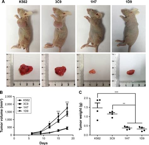 TnF-α knockout weakened the tumorigenesis of K562 in vivo. Notes: (A ...