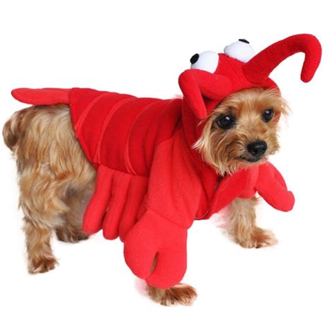 Red Lobster Costume Suit for Dogs – Daisey's Doggie Chic