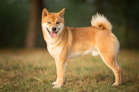 Shiba Inu : caractère, santé, éducation & adoption | zooplus