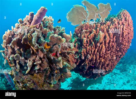 Underwater Coral reef with large barrel sponge Stock Photo - Alamy