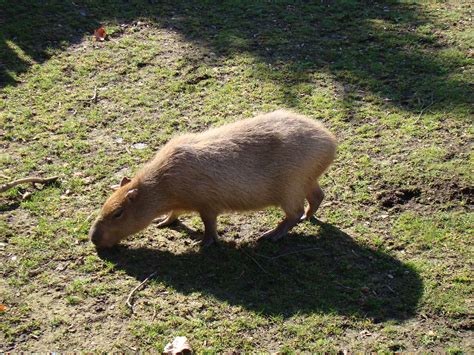 pepadana felting: Kapybara