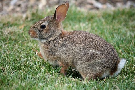 Eastern Cottontail | en.wikipedia.org/wiki/Eastern_Cottontai… | Marit & Toomas Hinnosaar | Flickr