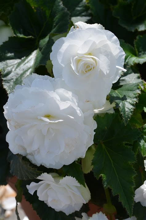 Nonstop® White Begonia - Buchanan's Native Plants