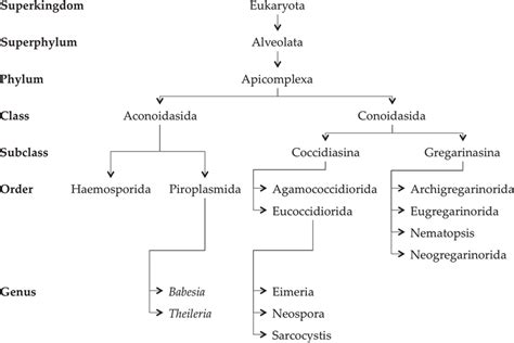 Classification of phylum Apicomplexa. Taxonomic categories are shown in... | Download Scientific ...