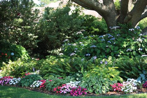 Lovely shade garden: hydrangeas, hostas, impatiens, bluebells, tall and sparse grasslike p ...