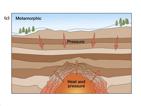 Free Metamorphic Cliparts, Download Free Metamorphic Cliparts png images, Free ClipArts on ...